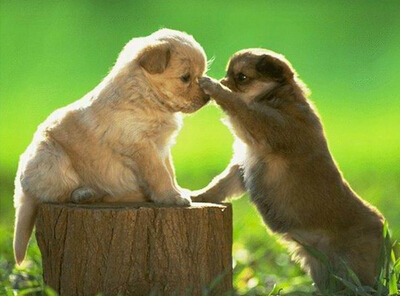 配图片的朋友说说：什么是好朋友？有人说，那是地球上翻版的自己6