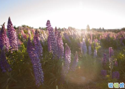 最新朋友圈说说阳光温暖 听起来很舒服轻松的句子2