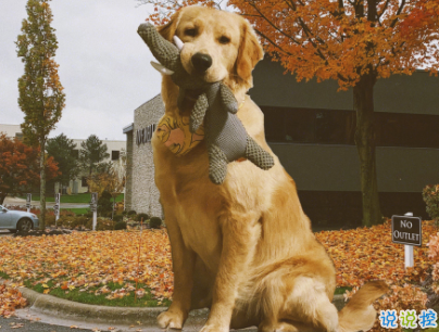 晒狗狗的文案带图片 日常朋友圈撸狗说说5