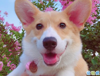 晒狗狗的文案带图片 日常朋友圈撸狗说说3