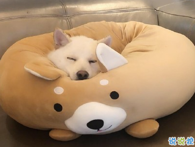 晒狗狗的文案带图片 日常朋友圈撸狗说说8