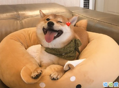 晒狗狗的文案带图片 日常朋友圈撸狗说说13