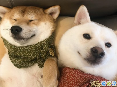 晒狗狗的文案带图片 日常朋友圈撸狗说说10