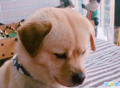 晒狗狗的文案带图片 日常朋友圈撸狗说说9