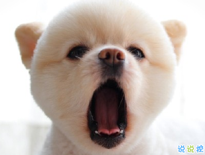 晒狗狗的文案带图片 日常朋友圈撸狗说说6