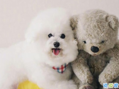 晒狗狗的文案带图片 日常朋友圈撸狗说说7