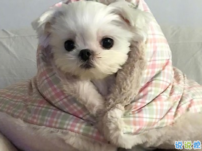 晒狗狗的文案带图片 日常朋友圈撸狗说说12