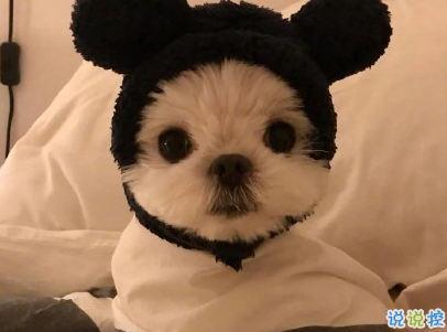 晒狗狗的文案带图片 日常朋友圈撸狗说说14