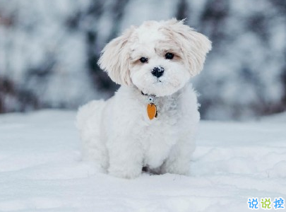 晒狗狗的文案带图片 日常朋友圈撸狗说说16