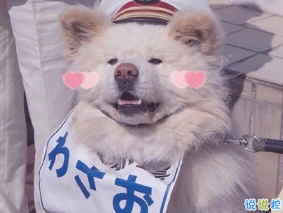 晒狗狗的文案带图片 日常朋友圈撸狗说说15