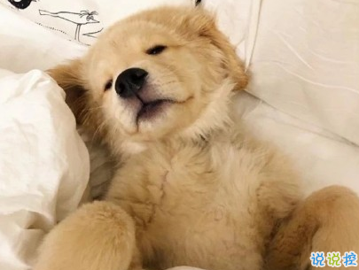 晒狗狗的文案带图片 日常朋友圈撸狗说说11