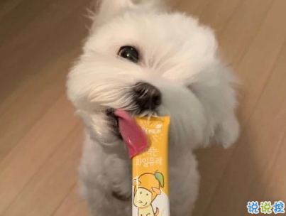 晒狗狗的文案带图片 日常朋友圈撸狗说说4