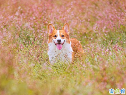晒狗狗的文案带图片 日常朋友圈撸狗说说1