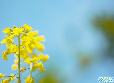 好美的油菜花说说带图片 油菜花唯美说说配图2