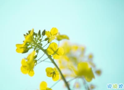 好美的油菜花说说带图片 油菜花唯美说说配图4