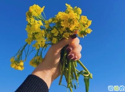 好美的油菜花说说带图片 油菜花唯美说说配图8