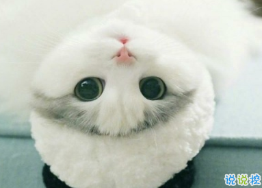 微博沙雕文案搞笑句子 经典至极的搞笑说说很有趣2