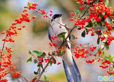 用来表达爱情的诗句 诗意且唯美的句子14