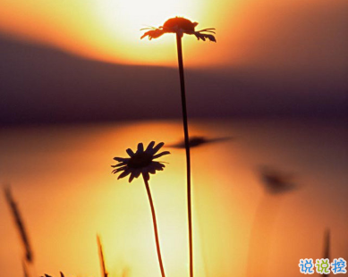 用来表达爱情的诗句 诗意且唯美的句子1