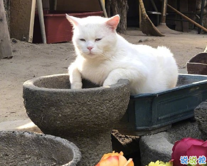 骂人不带脏字的高质量文案 沙雕搞笑的文案2