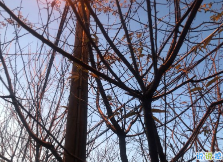 冬天分享在朋友圈的有趣沙雕文案 去墙角那里有九十度5