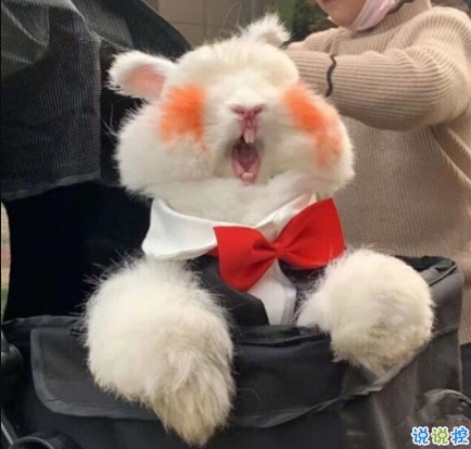 2020冬天天气变冷的很有梗的搞笑说说 我遇见你枯木逢春1