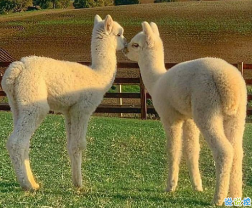 分享到朋友圈会让人觉得有病的沙雕文案 可爱又沙雕的朋友圈说说1