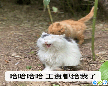 双十二的剁手搞笑文案2020 2020双十二朋友圈心情说说10