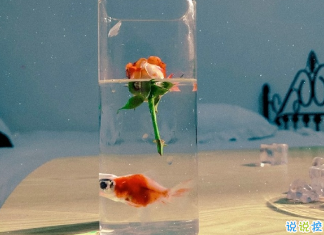 很隐晦低调的宣布分手的文案 很文艺优雅的宣布分手说说5