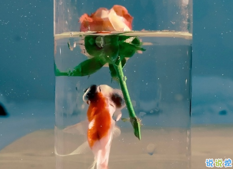 很隐晦低调的宣布分手的文案 很文艺优雅的宣布分手说说7