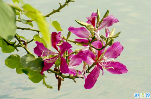 2021超级文艺的春天文案 期待春天到来的唯美句子1