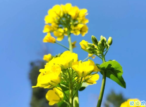 关于油菜花的说说简短带图片 2021晒油菜花自拍的短句3