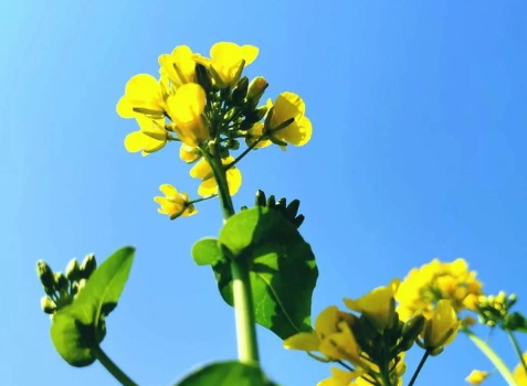 关于油菜花的说说简短带图片 2021晒油菜花自拍的短句5