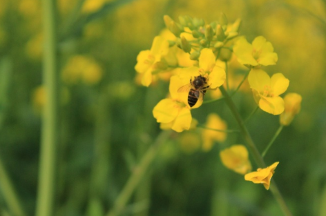 关于油菜花的说说简短带图片 2021晒油菜花自拍的短句10