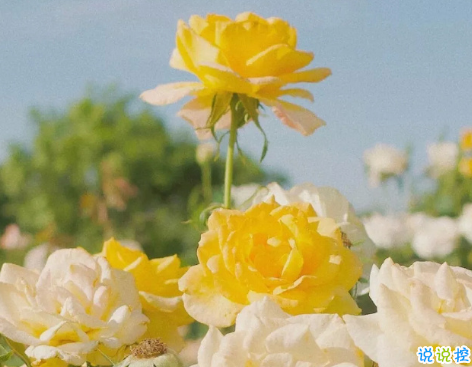 一个人的理想生活句子朋友圈文案 关于一个人生活朋友圈文案配图1