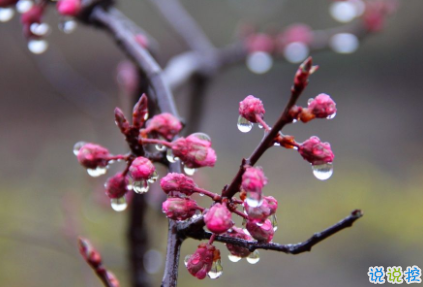 赞美春雨的优美句子 描写春雨的唯美文案1