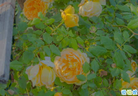 比晚安更高级的撩人情话 睡前情话最暖心撩人1