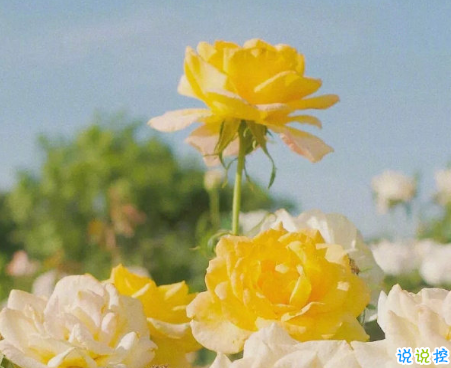 比晚安更高级的撩人情话 睡前情话最暖心撩人10