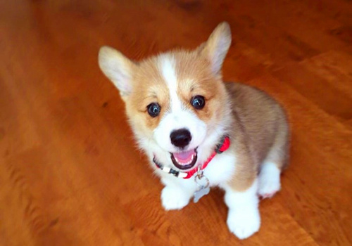 可以戳中中你笑点的搞笑说说带图片10