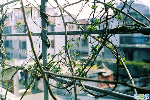 甜蜜情侣的恋爱爱情说说带图片 我相信星星会说话石头会开花14