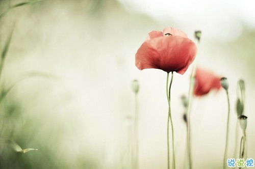 qq文字控爱情哲理说说带图片大全 路过了青春我们还剩下什么8