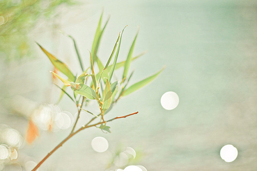 超唯美的一句话英文说说 你的一生我只借一程这一程便是余生11