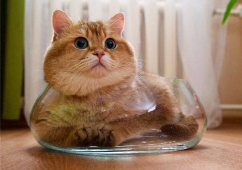 可以戳中中你笑点的搞笑说说带图片5