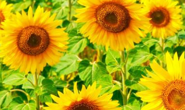 七月早安正能量励志哲理说说带图 早安!七月!7