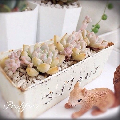 唯美温暖的小清新句子带图片 你是天边的霞光吞吐脚畔的蔷薇含羞13