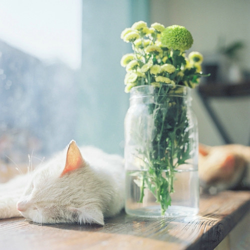 甜蜜浪漫文艺小清新喜欢的爱情图片说说 决定做你的“小太阳”温暖你保护你5