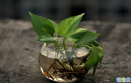 女生唯美伤感说说带图片 一句话描述心情不好的说说10