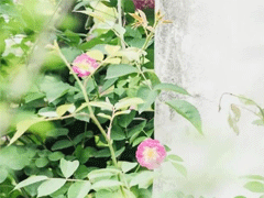 最经典的爱情说说女生必知 经历失败感情后明白的道理