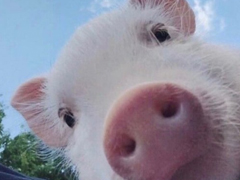 2018朋友圈说说搞笑配图 朋友圈必评论的搞笑说说